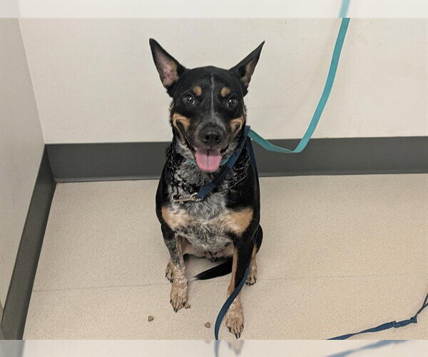 Medium Photo #1 Mutt Puppy For Sale in Corona, CA, USA