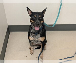 Mutt Dogs for adoption in Corona, CA, USA