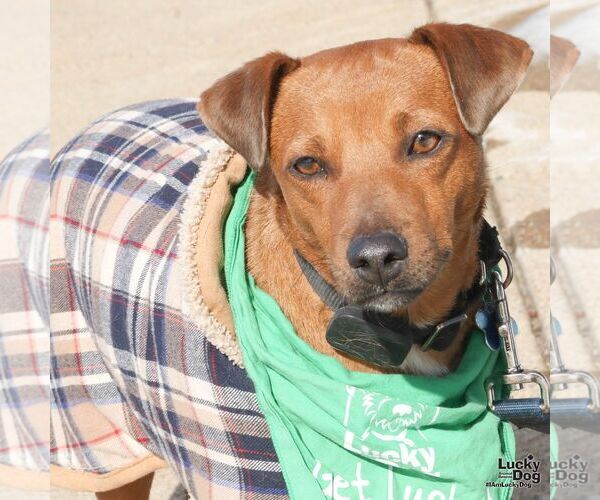 Medium Photo #2 Chihuahua-Unknown Mix Puppy For Sale in Washington, DC, USA