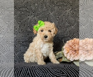 Poodle (Miniature) Puppy for sale in KIRKWOOD, PA, USA