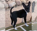 Small #1 Chihuahua