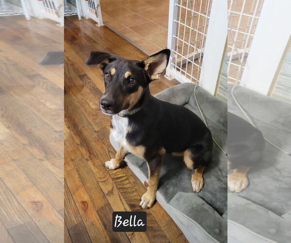 Medium Photo #2 Mutt Puppy For Sale in Granbury, TX, USA