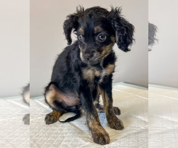 Medium Photo #2 Colonial Cocker Spaniel-Unknown Mix Puppy For Sale in Corona, CA, USA