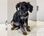 Small #1 Colonial Cocker Spaniel Mix