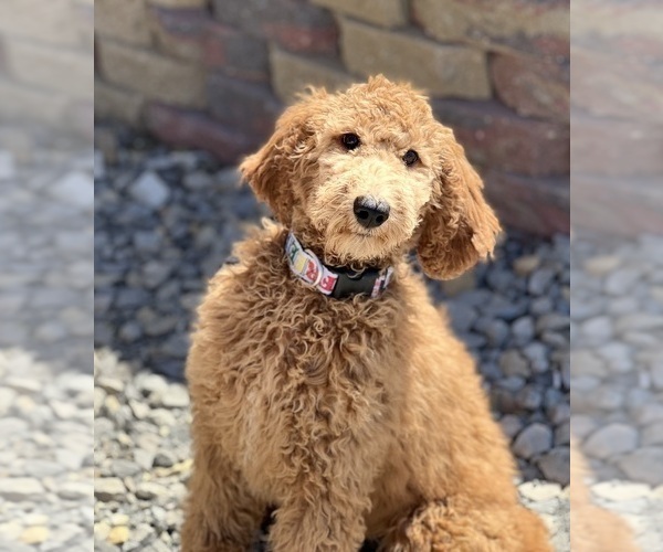 Medium Photo #1 Poodle (Standard) Puppy For Sale in DUNDEE, OH, USA
