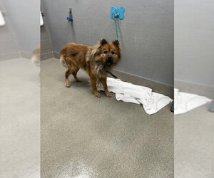 Chow Chow-Unknown Mix Dogs for adoption in Las Vegas, NV, USA