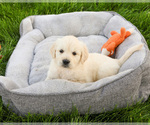 Image preview for Ad Listing. Nickname: Brody