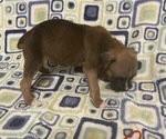 Small Photo #8 Boxer Puppy For Sale in BAYTOWN, TX, USA