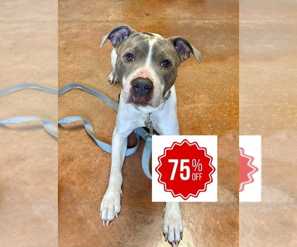 Medium Photo #4 Mutt Puppy For Sale in Bolivar, MO, USA