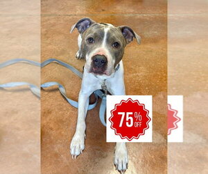 Thorn - Female Mutt Dog for Adoption - Photo #4