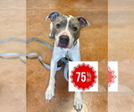 Small #3 Mutt