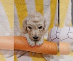 Small Photo #58 Bordoodle Puppy For Sale in COPPERAS COVE, TX, USA