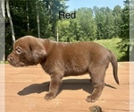 Small #7 Labrador Retriever