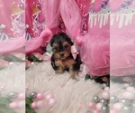Small #2 Yorkshire Terrier
