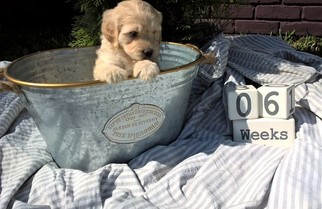 Labradoodle Puppy for sale in FLINT, TX, USA