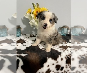 Miniature Australian Shepherd Puppy for sale in NOBLE, MO, USA