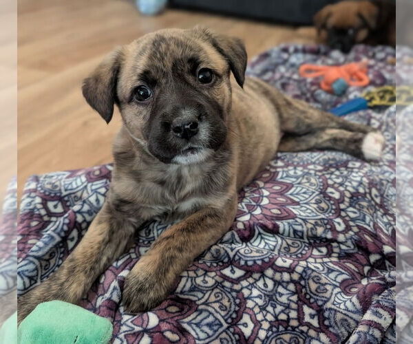 Medium Photo #1 American Staffordshire Terrier-German Shepherd Dog Mix Puppy For Sale in Chester, VA, USA