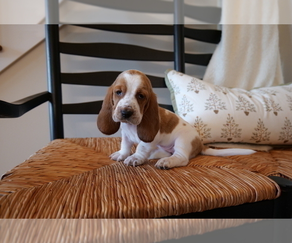 Medium Photo #3 Basset Hound Puppy For Sale in CUMMING, GA, USA