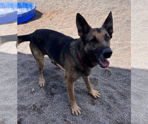 Medium Photo #6 German Shepherd Dog-Unknown Mix Puppy For Sale in Webster, WI, USA