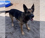 Small #5 German Shepherd Dog Mix