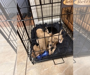 Toy Rat Doxie Puppy for sale in HEBER SPRINGS, AR, USA
