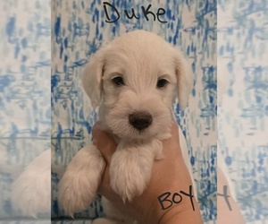 Chizer Puppy for Sale in MONTEZUMA, Georgia USA