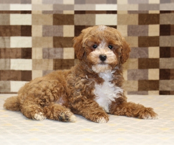 Medium Photo #2 Poodle (Miniature) Puppy For Sale in DENVER, PA, USA