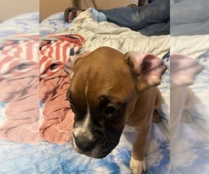 Boxer Puppy for sale in PANAMA CITY, FL, USA
