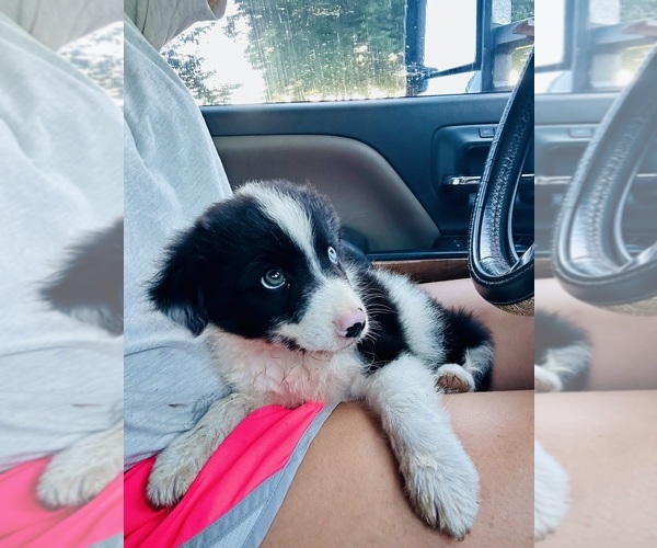 Medium Photo #9 Miniature Australian Shepherd Puppy For Sale in BELLVILLE, TX, USA
