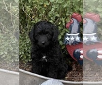 Small Photo #1 F2 Aussiedoodle Puppy For Sale in CRESTON, CA, USA