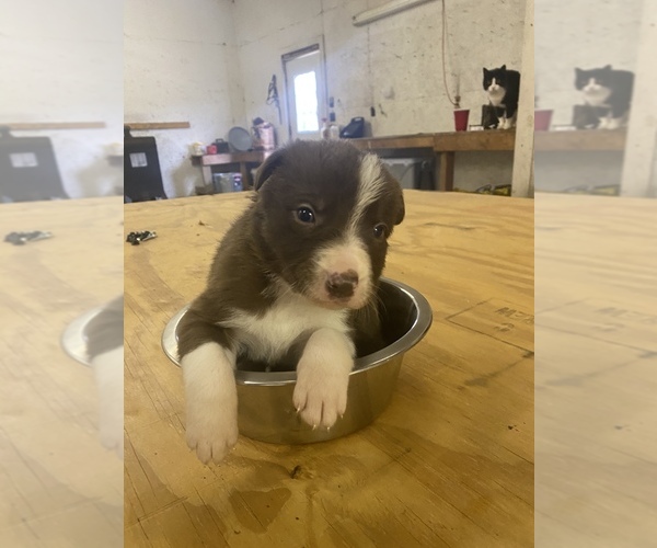 Medium Photo #5 Border Collie Puppy For Sale in SAINT JAMES, MO, USA