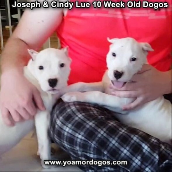 Medium Photo #113 Dogo Argentino Puppy For Sale in PINEVILLE, MO, USA