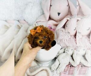 Poodle (Toy) Puppy for sale in SAN ANTONIO, TX, USA