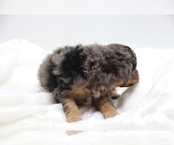 Medium Photo #8 Cockapoo Puppy For Sale in RIPLEY, TN, USA