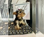 Small #4 Yorkshire Terrier