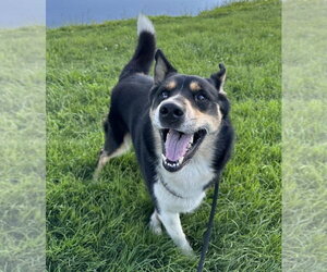 Luca - Male Siberian Husky-Unknown Mix Dog for Adoption - Photo #4