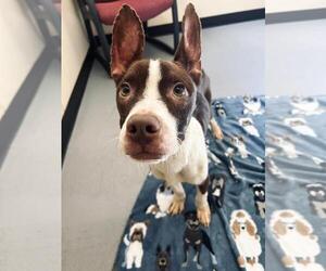 Poppa - Male Boston Terrier-Unknown Mix Dog for Adoption - Photo #2