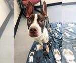 Small Photo #2 Boston Terrier-Unknown Mix Puppy For Sale in Rockwall, TX, USA