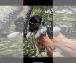 Small Photo #4 Jack Russell Terrier Puppy For Sale in ALTOONA, FL, USA