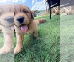 Puppy Savannah Golden Retriever