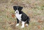 Small Photo #31 Boxer Puppy For Sale in CHILHOWEE, MO, USA
