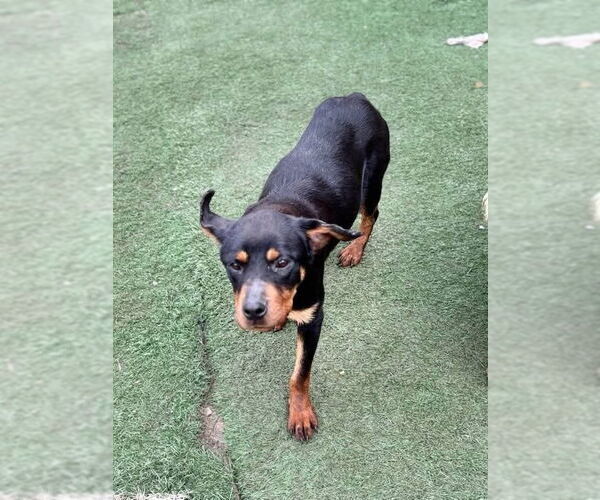 Medium Photo #10 Rottweiler Puppy For Sale in garner, NC, USA