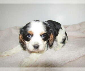 Cavalier King Charles Spaniel Puppy for sale in GRAND RAPIDS, MI, USA