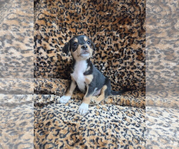Medium Photo #2 Chiweenie Puppy For Sale in El Centro, CA, USA