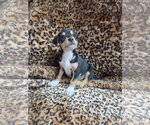 Small #1 Chiweenie