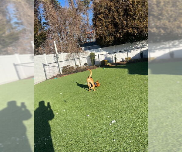 Medium Photo #7 Mutt Puppy For Sale in Woodbury, NY, USA