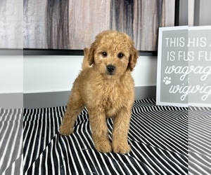 Goldendoodle (Miniature) Puppy for sale in FRANKLIN, IN, USA