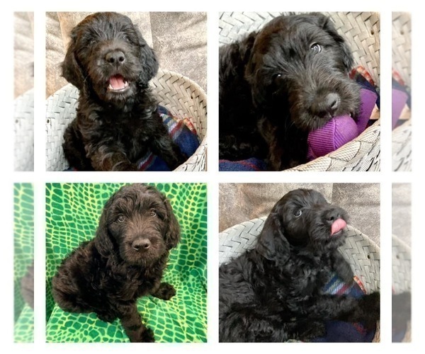 Medium Photo #1 Goldendoodle Puppy For Sale in MADISONVILLE, TN, USA