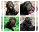 Small Photo #1 Goldendoodle Puppy For Sale in MADISONVILLE, TN, USA
