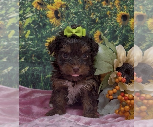 Medium Photo #2 Shorkie Tzu Puppy For Sale in SELLERSBURG, IN, USA